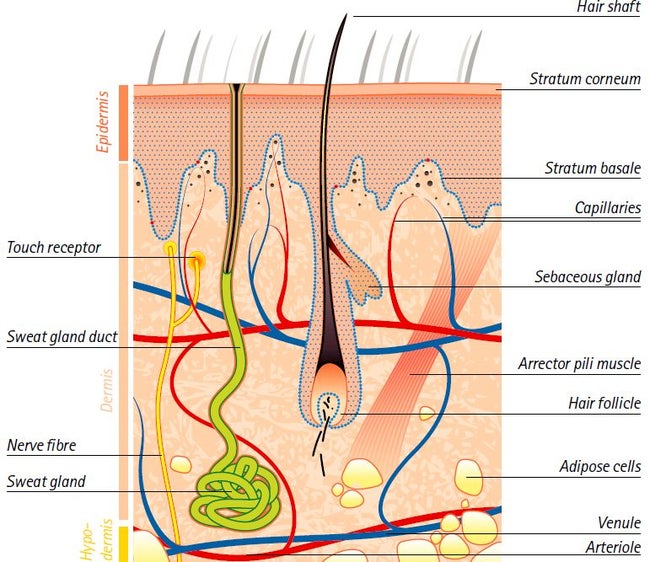 Epidermis