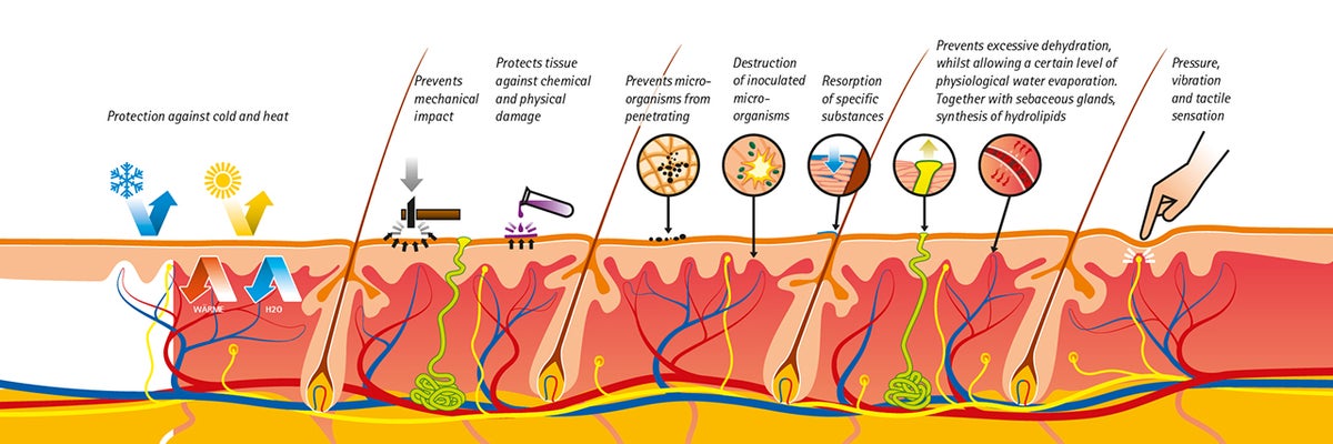 Functions of the skin